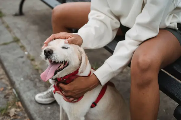 Persona acariciando a su perro sentada en un banco del parque