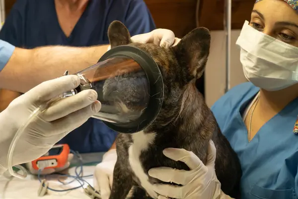Bulldog francés en quirófano