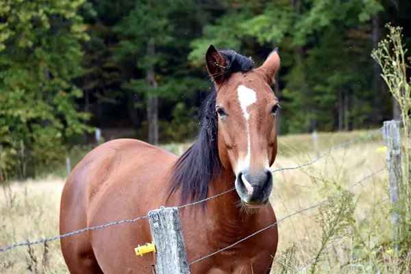 Caballos en un prado