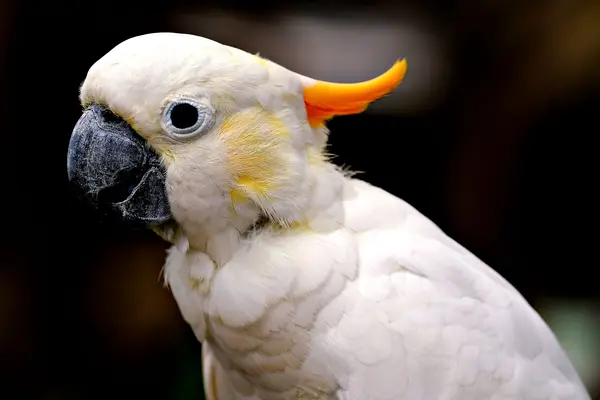 Cacatúa de cerca