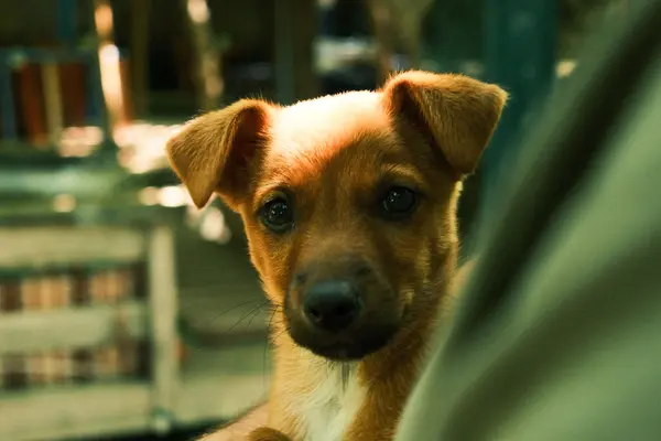 Cachorro marrón curioso