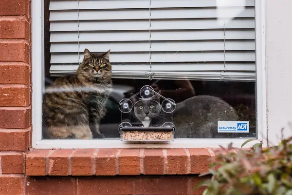Dos gatos en la ventana vistos desde fuera