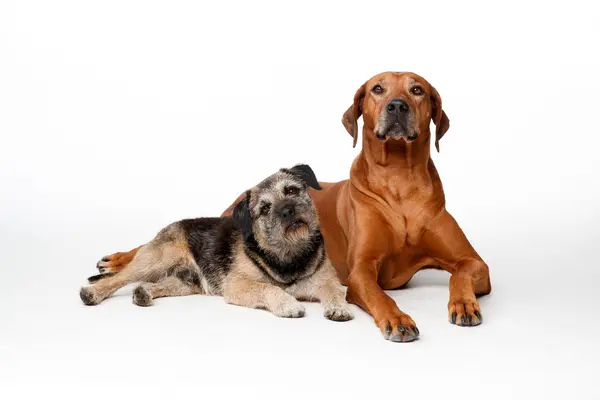 Dos perros de razas distintas