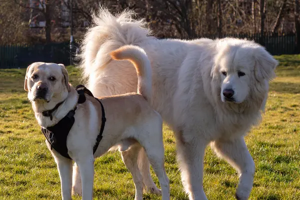 Dos perros jugando en un parque soleado