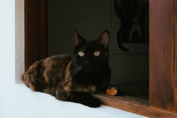 Gata carey en el alféizar