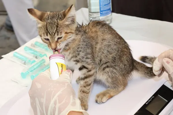 Gatito atigrado sobre una báscula en la clínica veterinaria