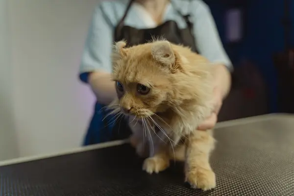 Gato naranja de pelo largo sobre la mesa de exploración