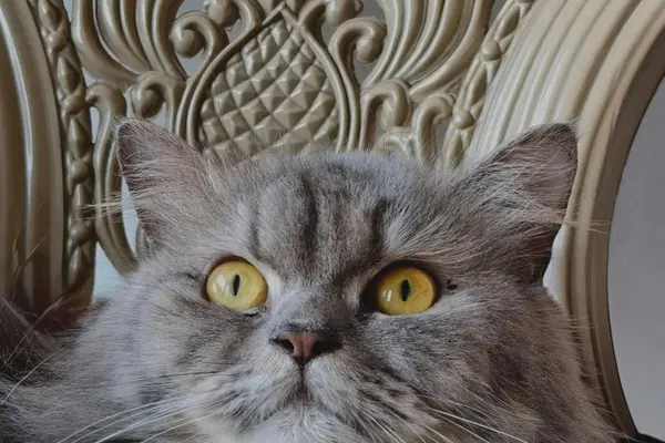 Gato gris de pelo largo