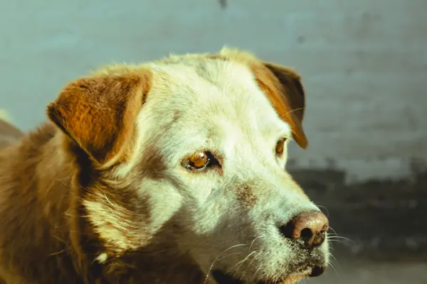 Golden retriever a contraluz en la ciudad