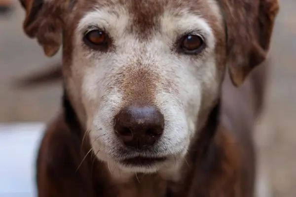 Labrador senior de cerca