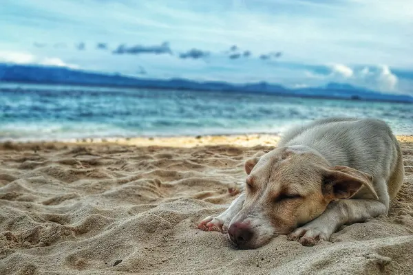 Labrador tumbado a la orilla del mar