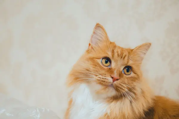 Maine coon naranja en interior