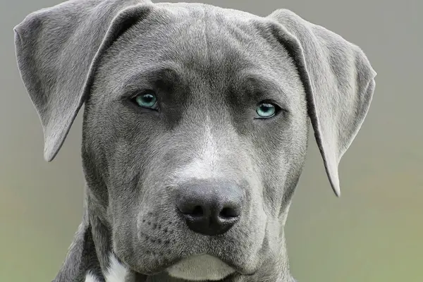 Perro de ojos azules de cerca