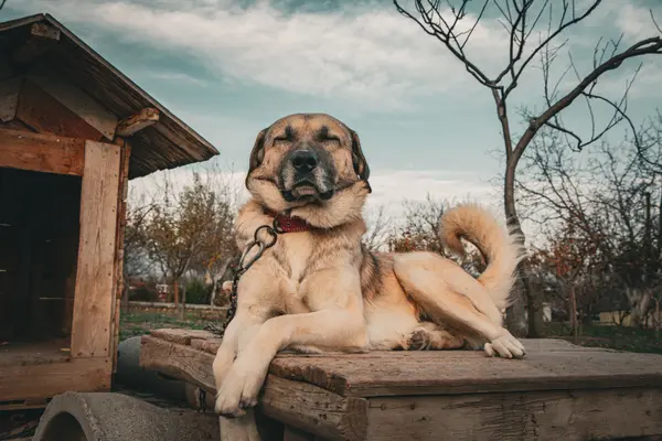 Perro pastor kangal en el campo