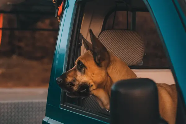 Perro asomado a la ventanilla de una furgoneta durante un viaje