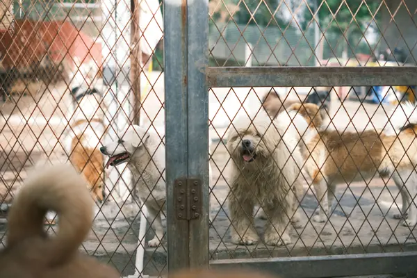 Perros de protectora tras la valla