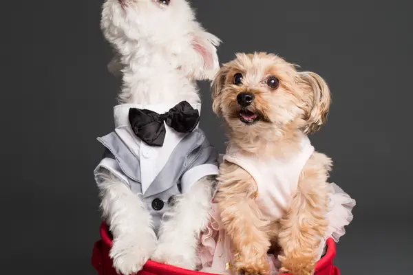 Dos perros pequeños vestidos dentro de un cesto rojo