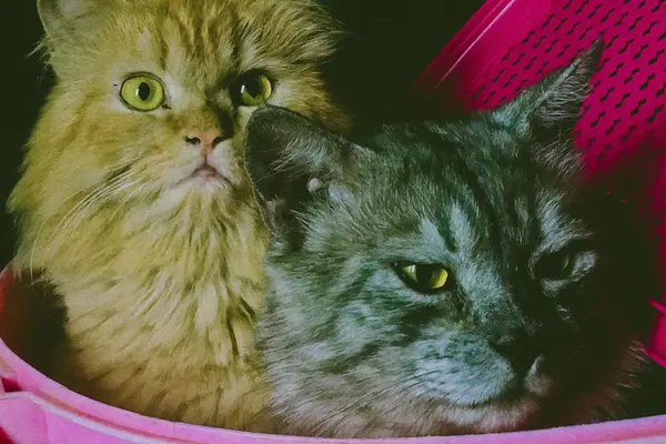 Gato persa y gato gris de pelo largo juntos en un cesto