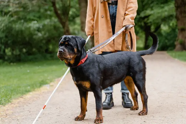 Persona invidente con su perro guía