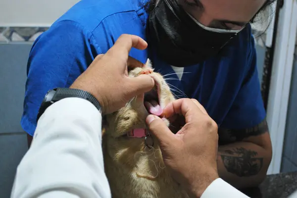Veterinario revisando la boca de un gato en consulta