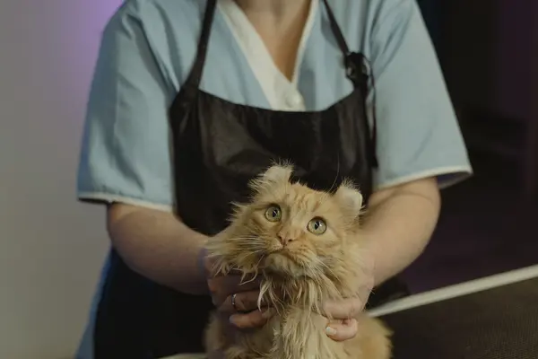 Veterinaria sujetando a un gato naranja durante la revisión