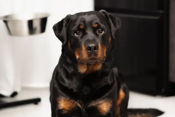 Rottweiler sentado en interior