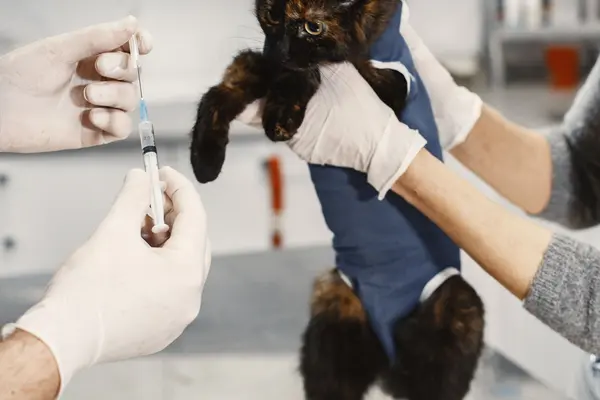 Veterinario preparando la vacuna de un gatito en la clínica