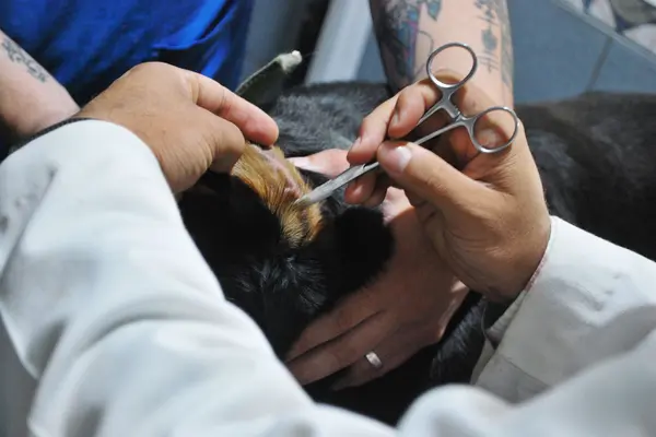 Veterinario revisando el oído de un perro