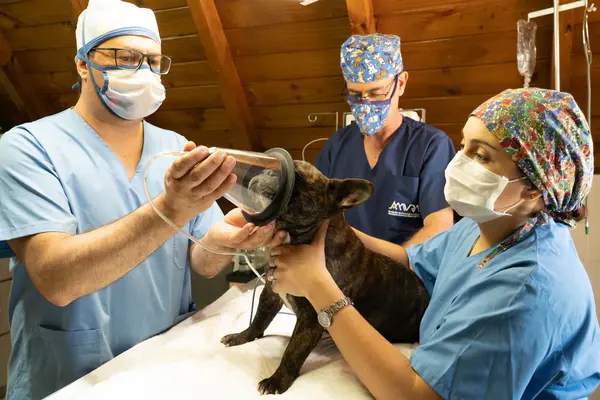 Veterinarios anestesiando a un perro